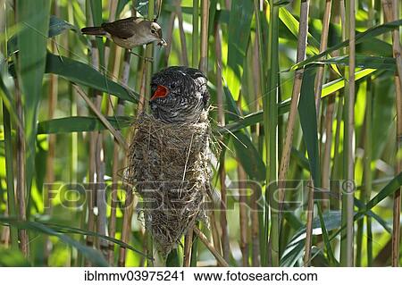 "Cuckoo (Cuculus canorus), young bird being fed by the host bird, a Reed Warbler (Acrocephalus scirpaceus) on the nest, Kuhnauer See Lake, Dessau-Rosslau, Saxony-Anhalt, Germany, Europe" View Large Photo Image Stock Image - "Cuckoo (Cuculus canorus), young bird being fed by the host bird, a Reed Warbler (Acrocephalus scirpaceus) on the nest, Kuhnauer See Lake, Dessau-Rosslau, Saxony-Anhalt, Germany, Europe". Fotosearch