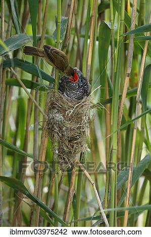 Stock Image - "Cuckoo (Cuculus canorus), young bird being fed by the host bird, a Reed Warbler (Acrocephalus scirpaceus) on the nest, Kuhnauer See Lake, Dessau-Rosslau, Saxony-Anhalt, Germany, Europe". Fotosearch