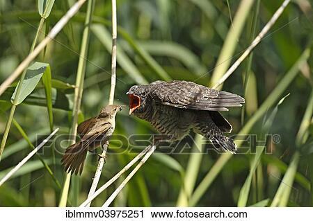 "Cuckoo (Cuculus canorus) young bird being fed by the host bird, a Reed Warbler (Acrocephalus scirpaceus), Kuhnauer See Lake, Dessau-Rosslau, Saxony-Anhalt, Germany, Europe" View Large Photo Image Stock Image - "Cuckoo (Cuculus canorus) young bird being fed by the host bird, a Reed Warbler (Acrocephalus scirpaceus), Kuhnauer See Lake, Dessau-Rosslau, Saxony-Anhalt, Germany, Europe". Fotosearch
