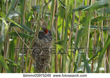 "Cuckoo (Cuculus canorus), young bird being fed by the host bird, a Reed Warbler (Acrocephalus scirpaceus) on the nest, Kuhnauer See Lake, Dessau-Rosslau, Saxony-Anhalt, Germany, Europe" View Large Photo Image Stock Photo - "Cuckoo (Cuculus canorus), young bird being fed by the host bird, a Reed Warbler (Acrocephalus scirpaceus) on the nest, Kuhnauer See Lake, Dessau-Rosslau, Saxony-Anhalt, Germany, Europe". Fotosearch