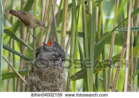 "Cuckoo (Cuculus canorus), young cuckoo being fed by its Reed Warbler host bird (Acrocephalus scirpaceus), brood parasite, Saxony-Anhalt, Germany, Europe" View Large Photo Image Stock Photo - "Cuckoo (Cuculus canorus), young cuckoo being fed by its Reed Warbler host bird (Acrocephalus scirpaceus), brood parasite, Saxony-Anhalt, Germany, Europe". Fotosearch