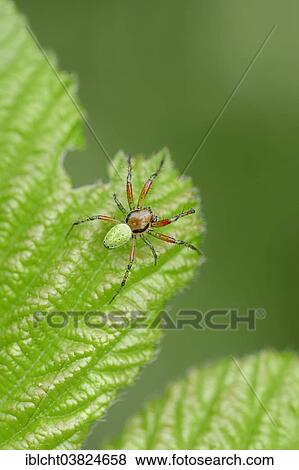 "Cucumber Green Spider (Araneus cucurbitinus, Araniella cucurbitina), male, North Rhine-Westphalia, Germany, Europe" View Large Photo Image Stock Photo - "Cucumber Green Spider (Araneus cucurbitinus, Araniella cucurbitina), male, North Rhine-Westphalia, Germany, Europe". Fotosearch