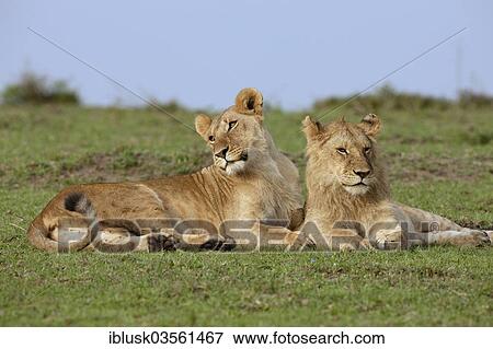 "Cuddling Lion (Panthera leo) siblings, Massai Mara, Serengeti, Rift Valley province, Kenya, Africa" View Large Photo Image Stock Photo - "Cuddling Lion (Panthera leo) siblings, Massai Mara, Serengeti, Rift Valley province, Kenya, Africa". Fotosearch