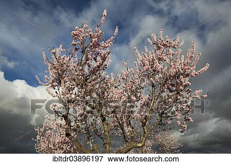 "Cultivated Almond tree (Prunus dulcis) in full blossom, Almeria province, Andalusia, Spain, Europe" View Large Photo Image Stock Photo - "Cultivated Almond tree (Prunus dulcis) in full blossom, Almeria province, Andalusia, Spain, Europe". Fotosearch