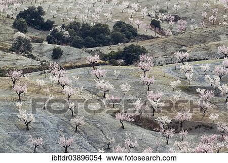 "Cultivated Almond trees (Prunus dulcis) in full blossom, Almeria province, Andalusia, Spain, Europe" View Large Photo Image Picture - "Cultivated Almond trees (Prunus dulcis) in full blossom, Almeria province, Andalusia, Spain, Europe". Fotosearch
