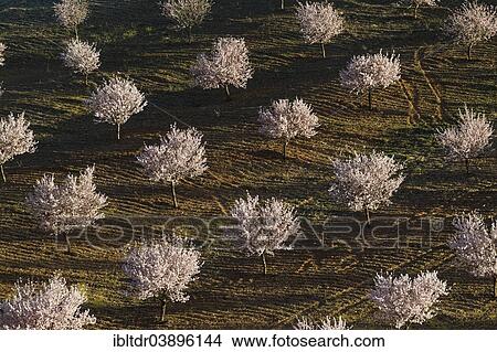 Picture - "Cultivated Almond trees (Prunus dulcis) in full blossom, Almeria province, Andalusia, Spain, Europe". Fotosearch