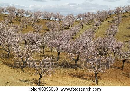 "Cultivated Almond trees (Prunus dulcis) in full blossom, Almeria province, Andalusia, Spain, Europe" View Large Photo Image Stock Image - "Cultivated Almond trees (Prunus dulcis) in full blossom, Almeria province, Andalusia, Spain, Europe". Fotosearch
