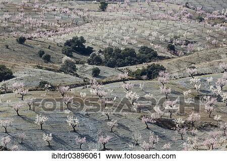"Cultivated Almond trees (Prunus dulcis) in full blossom, Almeria province, Andalusia, Spain, Europe" View Large Photo Image Stock Image - "Cultivated Almond trees (Prunus dulcis) in full blossom, Almeria province, Andalusia, Spain, Europe". Fotosearch