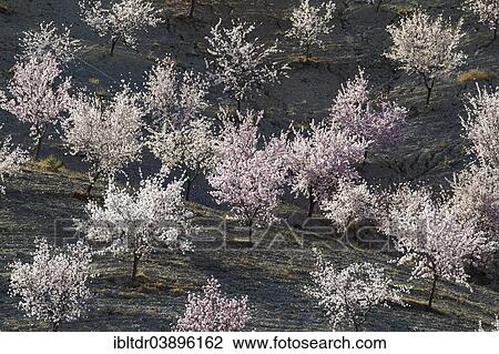 "Cultivated Almond trees (Prunus dulcis) in full blossom, Almeria province, Andalusia, Spain, Europe" View Large Photo Image Stock Image - "Cultivated Almond trees (Prunus dulcis) in full blossom, Almeria province, Andalusia, Spain, Europe". Fotosearch