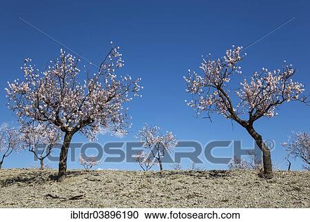 "Cultivated Almond trees (Prunus dulcis) in full blossom, Almeria province, Andalusia, Spain, Europe" View Large Photo Image Stock Image - "Cultivated Almond trees (Prunus dulcis) in full blossom, Almeria province, Andalusia, Spain, Europe". Fotosearch