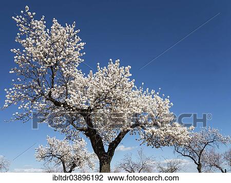Stock Image - "Cultivated Almond trees (Prunus dulcis) in full blossom, Almeria province, Andalusia, Spain, Europe". Fotosearch
