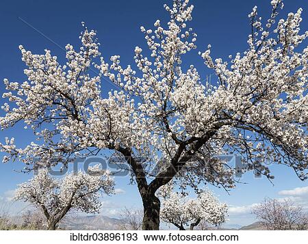 "Cultivated Almond trees (Prunus dulcis) in full blossom, Almeria province, Andalusia, Spain, Europe" View Large Photo Image Stock Image - "Cultivated Almond trees (Prunus dulcis) in full blossom, Almeria province, Andalusia, Spain, Europe". Fotosearch