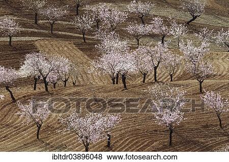 "Cultivated Almond trees (Prunus dulcis) in full blossom, Almeria province, Andalusia, Spain, Europe" View Large Photo Image Stock Photo - "Cultivated Almond trees (Prunus dulcis) in full blossom, Almeria province, Andalusia, Spain, Europe". Fotosearch