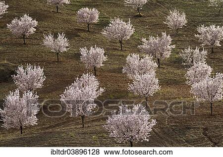 Stock Photo - "Cultivated Almond trees (Prunus dulcis) in full blossom, Almeria province, Andalusia, Spain, Europe". Fotosearch