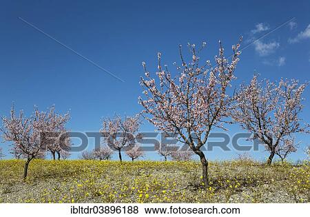 "Cultivated Almond trees (Prunus dulcis) in full blossom, Almeria province, Andalusia, Spain, Europe" View Large Photo Image Stock Photo - "Cultivated Almond trees (Prunus dulcis) in full blossom, Almeria province, Andalusia, Spain, Europe". Fotosearch
