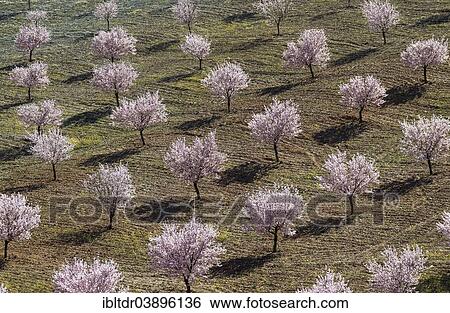 "Cultivated Almond trees (Prunus dulcis) in full blossom, Almeria province, Andalusia, Spain, Europe" View Large Photo Image Stock Photograph - "Cultivated Almond trees (Prunus dulcis) in full blossom, Almeria province, Andalusia, Spain, Europe". Fotosearch