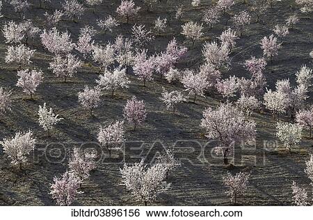 "Cultivated Almond trees (Prunus dulcis) in full blossom, Almeria province, Andalusia, Spain, Europe" View Large Photo Image Stock Photograph - "Cultivated Almond trees (Prunus dulcis) in full blossom, Almeria province, Andalusia, Spain, Europe". Fotosearch