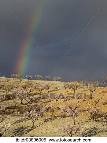 "Cultivated Almond trees (Prunus dulcis) in full blossom, in the evening light with rainy sky and rainbow, Almeria province, Andalusia, Spain, Europe" View Large Photo Image Stock Photography - "Cultivated Almond trees (Prunus dulcis) in full blossom, in the evening light with rainy sky and rainbow, Almeria province, Andalusia, Spain, Europe". Fotosearch