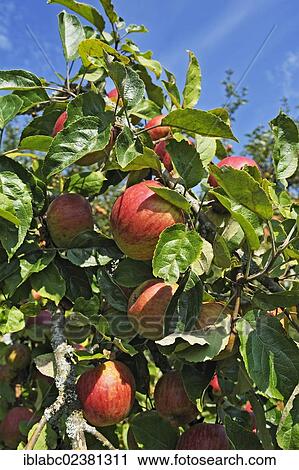 Stock Image - "Cultivated Apple (Malus domestica), Bavaria, Germany, Europe". Fotosearch