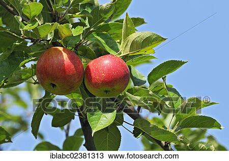 "Cultivated Apple (Malus domestica), Bavaria, Germany, Europe" View Large Photo Image Stock Image - "Cultivated Apple (Malus domestica), Bavaria, Germany, Europe". Fotosearch