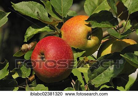 "Cultivated Apple (Malus domestica), Bavaria, Germany, Europe" View Large Photo Image Stock Image - "Cultivated Apple (Malus domestica), Bavaria, Germany, Europe". Fotosearch