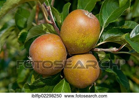 "Cultivated Apple (Malus domestica), 'Egremont Russet', close-up of fruit, growing in orchard, Norfolk, England, United Kingdom, Europe" View Large Photo Image Stock Image - "Cultivated Apple (Malus domestica), 'Egremont Russet', close-up of fruit, growing in orchard, Norfolk, England, United Kingdom, Europe". Fotosearch