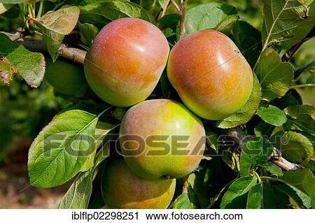 "Cultivated Apple (Malus domestica), 'Peasgood Nonsuch', close-up of fruit, growing in orchard, Norfolk, England, United Kingdom, Europe" View Large Photo Image Stock Image - "Cultivated Apple (Malus domestica), 'Peasgood Nonsuch', close-up of fruit, growing in orchard, Norfolk, England, United Kingdom, Europe". Fotosearch