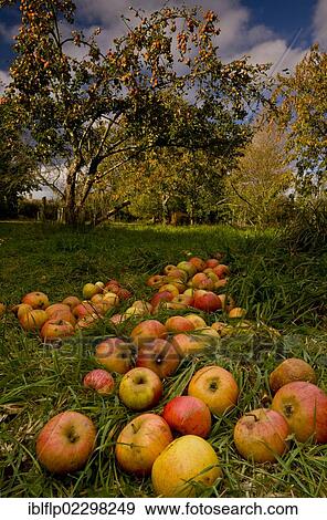 "Cultivated Apple (Malus domestica), fallen fruit, in community orchard, Broad Oak Orchard, Dorset Wildlife Trust Reserve, Sturminster Newton, Dorset, England, United Kingdom, Europe" View Large Photo Image Stock Photo - "Cultivated Apple (Malus domestica), fallen fruit, in community orchard, Broad Oak Orchard, Dorset Wildlife Trust Reserve, Sturminster Newton, Dorset, England, United Kingdom, Europe". Fotosearch