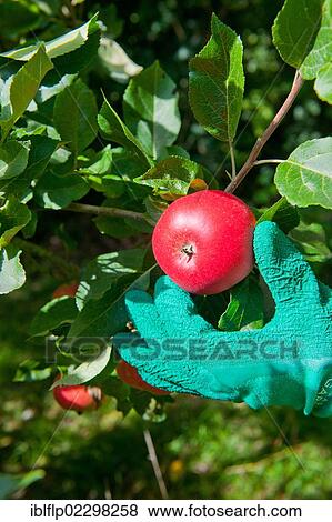 "Cultivated Apple (Malus domestica), 'Discovery', growing in orchard, being hand picked, Norfolk, England, United Kingdom, Europe" View Large Photo Image Stock Photo - "Cultivated Apple (Malus domestica), 'Discovery', growing in orchard, being hand picked, Norfolk, England, United Kingdom, Europe". Fotosearch