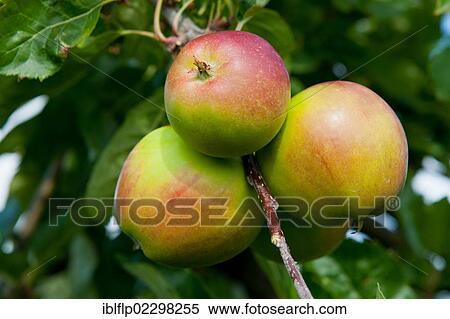 "Cultivated Apples (Malus domestica), 'Red Pippin', close-up of fruit, growing in orchard, Norfolk, England, United Kingdom, Europe" View Large Photo Image Stock Photography - "Cultivated Apples (Malus domestica), 'Red Pippin', close-up of fruit, growing in orchard, Norfolk, England, United Kingdom, Europe". Fotosearch