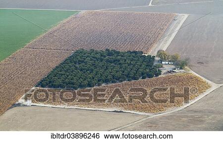 Stock Photograph - "Cultivated citrus trees in the Guadalquivir river valley, Cordoba province, Andalusia, Spain, Europe". Fotosearch