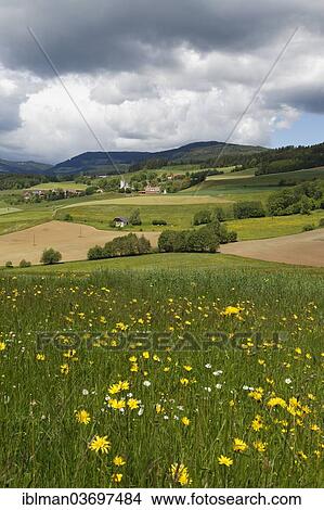 Picture - "Cultivated landscape with a flower meadow, Deinsberg, Carinthia, Austria, Europe". Fotosearch