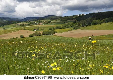 "Cultivated landscape with a flower meadow, Deinsberg, Carinthia, Austria, Europe" View Large Photo Image Stock Photograph - "Cultivated landscape with a flower meadow, Deinsberg, Carinthia, Austria, Europe". Fotosearch