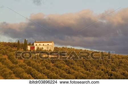 "Cultivated Olive trees (Olea europaea) and farmhouse, Malaga province, Andalusia, Spain, Europe" View Large Photo Image Picture - "Cultivated Olive trees (Olea europaea) and farmhouse, Malaga province, Andalusia, Spain, Europe". Fotosearch
