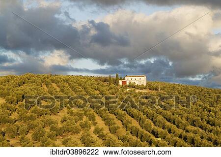 "Cultivated Olive trees (Olea europaea) and farmhouse, Malaga province, Andalusia, Spain, Europe" View Large Photo Image Stock Image - "Cultivated Olive trees (Olea europaea) and farmhouse, Malaga province, Andalusia, Spain, Europe". Fotosearch