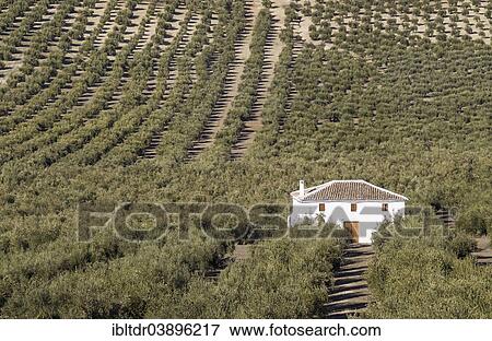 "Cultivated Olive trees (Olea europaea) and farmhouse, Cordoba province, Andalusia, Spain, Europe" View Large Photo Image Stock Photo - "Cultivated Olive trees (Olea europaea) and farmhouse, Cordoba province, Andalusia, Spain, Europe". Fotosearch