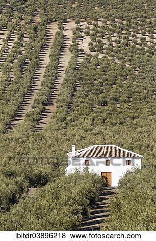 "Cultivated Olive trees (Olea europaea) and farmhouse, Cordoba province, Andalusia, Spain, Europe" View Large Photo Image Stock Photo - "Cultivated Olive trees (Olea europaea) and farmhouse, Cordoba province, Andalusia, Spain, Europe". Fotosearch