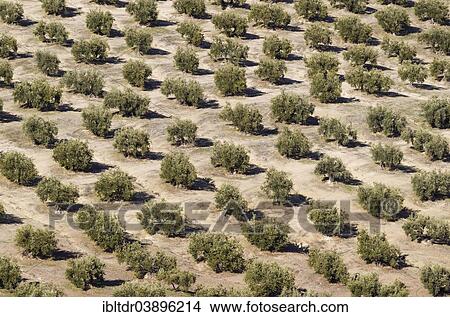 "Cultivated Olive trees (Olea europaea), Cordoba province, Andalusia, Spain, Europe" View Large Photo Image Picture - "Cultivated Olive trees (Olea europaea), Cordoba province, Andalusia, Spain, Europe". Fotosearch