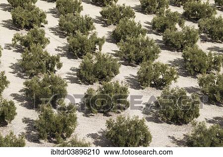 "Cultivated Olive trees (Olea europaea), Cordoba province, Andalusia, Spain, Europe" View Large Photo Image Stock Image - "Cultivated Olive trees (Olea europaea), Cordoba province, Andalusia, Spain, Europe". Fotosearch