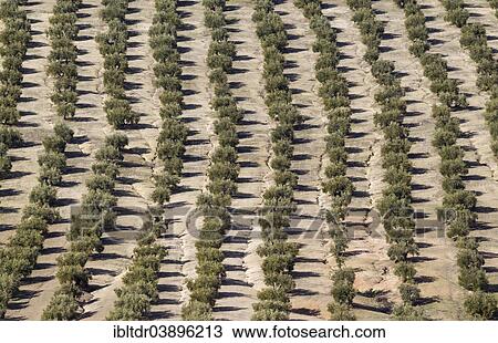 "Cultivated Olive trees (Olea europaea), Cordoba province, Andalusia, Spain, Europe" View Large Photo Image Stock Image - "Cultivated Olive trees (Olea europaea), Cordoba province, Andalusia, Spain, Europe". Fotosearch