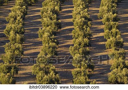 "Cultivated Olive trees (Olea europaea), Malaga province, Andalusia, Spain, Europe" View Large Photo Image Stock Image - "Cultivated Olive trees (Olea europaea), Malaga province, Andalusia, Spain, Europe". Fotosearch