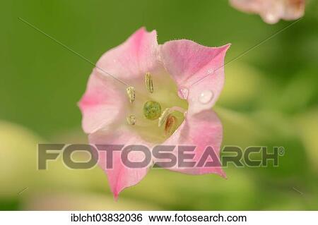 "Cultivated Tobacco (Nicotiana tabacum), flower, native to Central America" View Large Photo Image Stock Photograph - "Cultivated Tobacco (Nicotiana tabacum), flower, native to Central America". Fotosearch