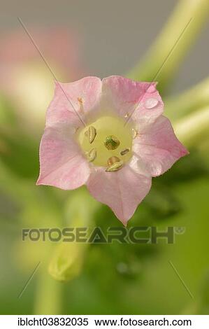 "Cultivated Tobacco (Nicotiana tabacum), flower, native to Central America" View Large Photo Image Stock Photography - "Cultivated Tobacco (Nicotiana tabacum), flower, native to Central America". Fotosearch