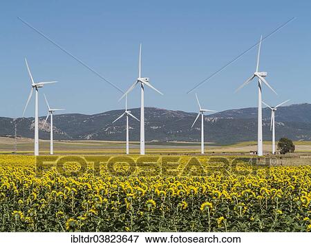 "Cultivation of sunflowers (Helianthus annuus) and windmills on a wind farm near Tarifa, Cadiz province, Andalucia, Spain, Europe" View Large Photo Image Stock Photo - "Cultivation of sunflowers (Helianthus annuus) and windmills on a wind farm near Tarifa, Cadiz province, Andalucia, Spain, Europe". Fotosearch