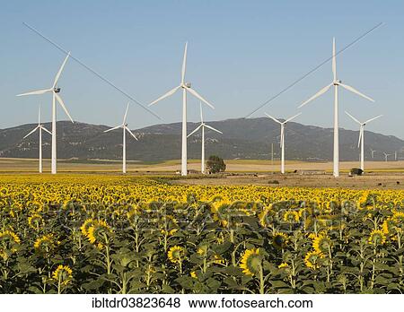 "Cultivation of sunflowers (Helianthus annuus) and windmills on a wind farm near Tarifa, Cadiz province, Andalucia, Spain, Europe" View Large Photo Image Stock Photo - "Cultivation of sunflowers (Helianthus annuus) and windmills on a wind farm near Tarifa, Cadiz province, Andalucia, Spain, Europe". Fotosearch