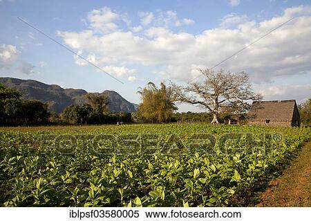 "Cultivation of tobacco, Valle de Vinales, Pinar del Rio Province, Cuba, North America" View Large Photo Image Stock Photography - "Cultivation of tobacco, Valle de Vinales, Pinar del Rio Province, Cuba, North America". Fotosearch