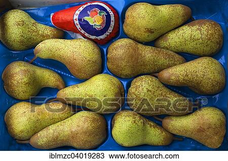 "Cultural pears (Pyrus communis) in a sales box, Hamburg, Germany, Europe" View Large Photo Image Stock Image - "Cultural pears (Pyrus communis) in a sales box, Hamburg, Germany, Europe". Fotosearch