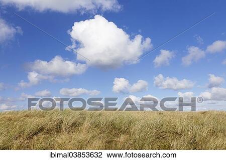 "Cumulus clouds and a dune landscape at Ellenbogen, Sylt, North Frisia, Schleswig-Holstein, Germany, Europe" View Large Photo Image Stock Image - "Cumulus clouds and a dune landscape at Ellenbogen, Sylt, North Frisia, Schleswig-Holstein, Germany, Europe". Fotosearch