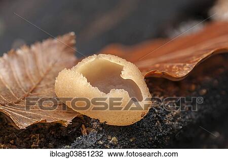 Stock Image - "Cup Fungus species (Peziza micropus), fruiting bodies, Hesse, Germany, Europe". Fotosearch