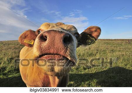"Curious cow near Birsay, Mainland, Orkney, Scotland, United Kingdom, Europe" View Large Photo Image Stock Image - "Curious cow near Birsay, Mainland, Orkney, Scotland, United Kingdom, Europe". Fotosearch
